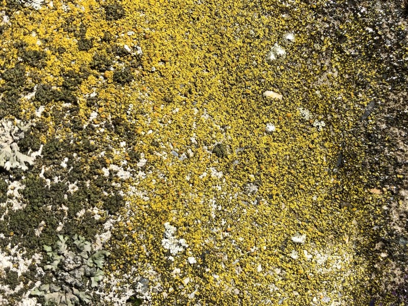 Orange Lichen photo 8