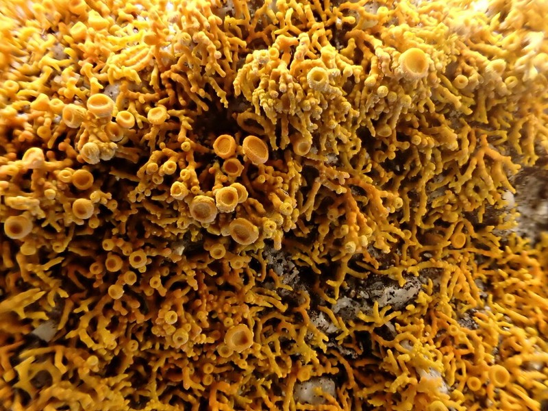 Coral Orange Lichen