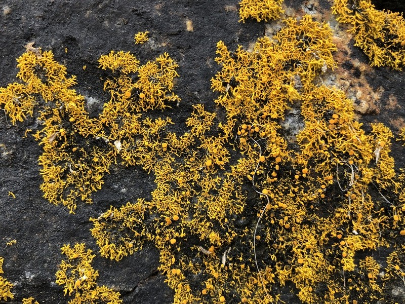 Coral Orange Lichen photo 2