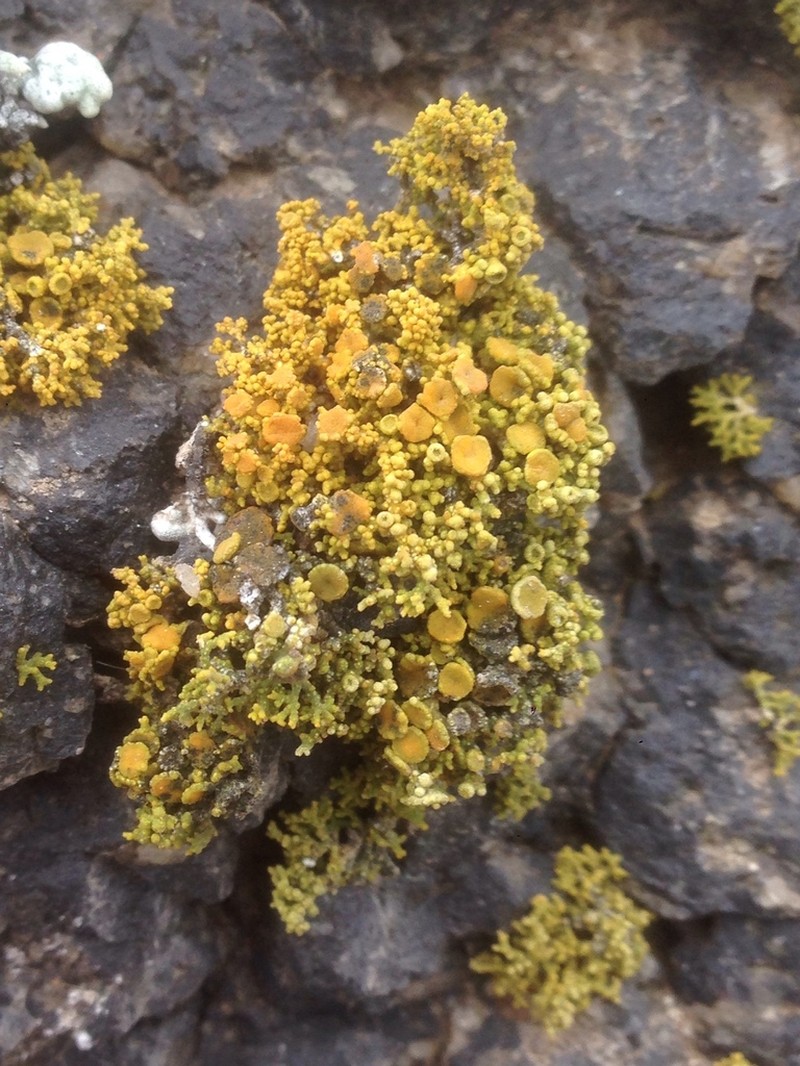 Coral Orange Lichen photo 3
