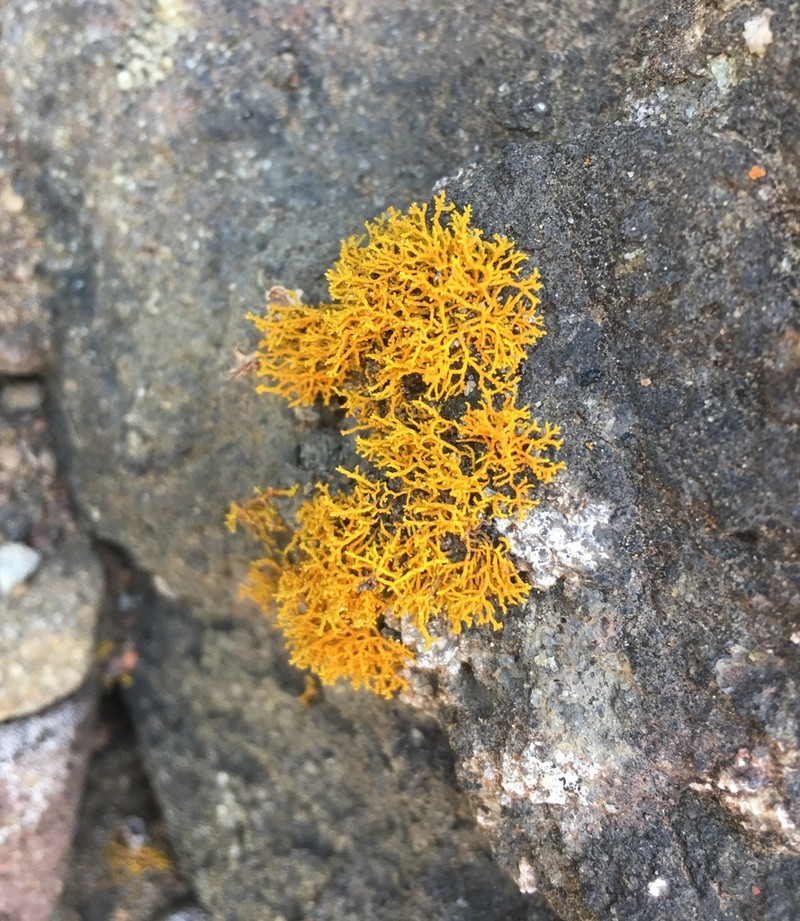 Coral Orange Lichen photo 4