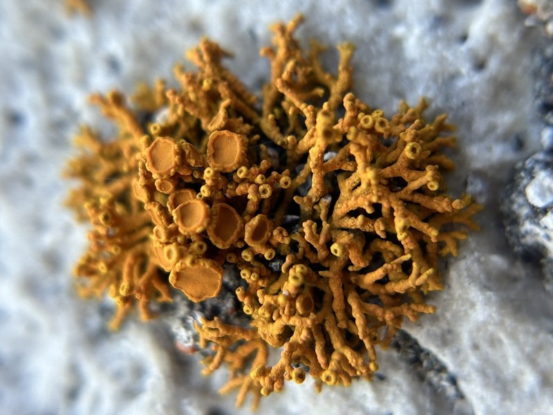 Coral Orange Lichen photo 5