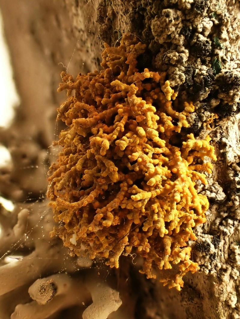 Coral Orange Lichen photo 6