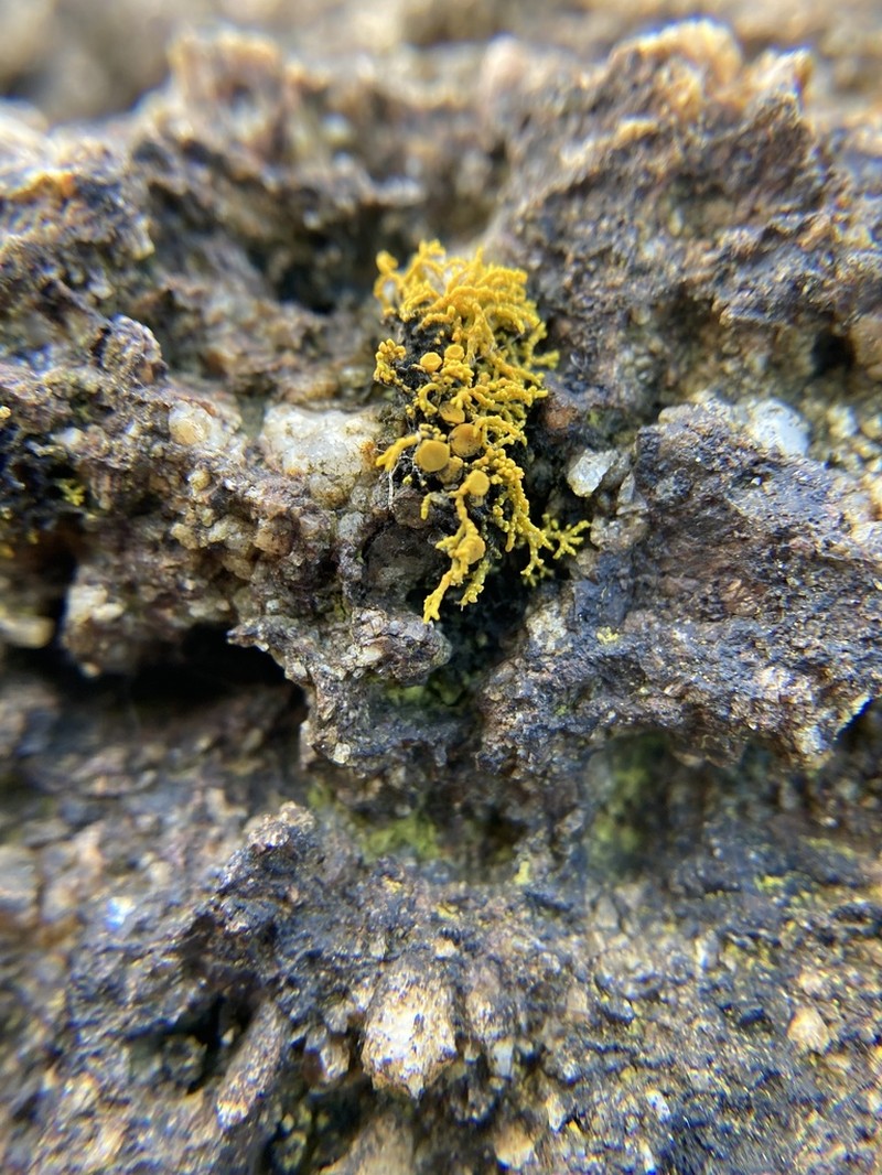 Coral Orange Lichen photo 7