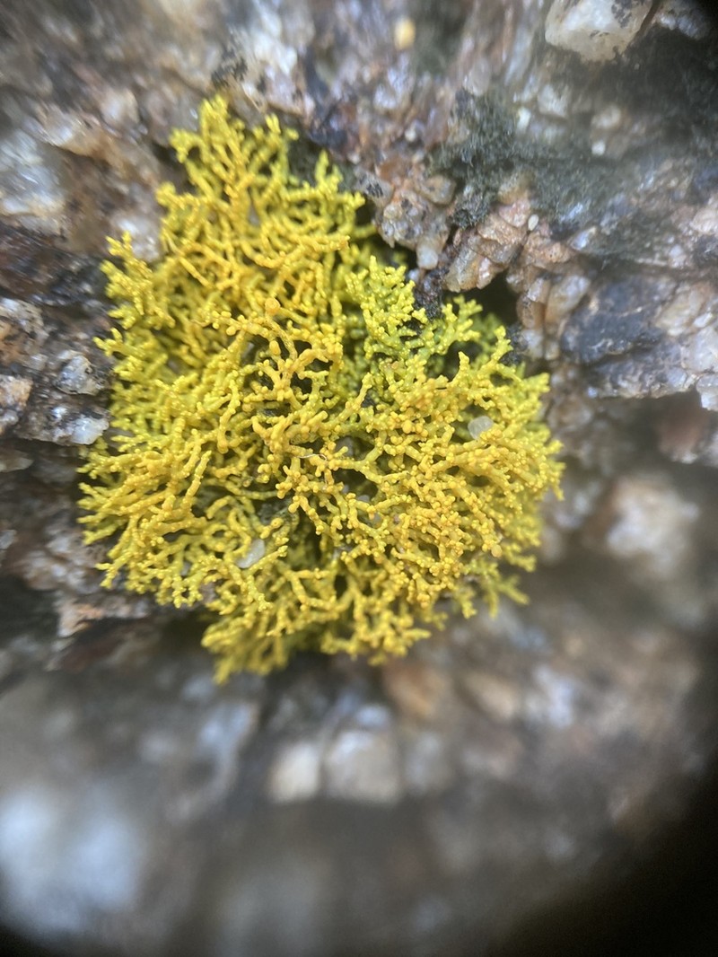 Coral Orange Lichen photo 8