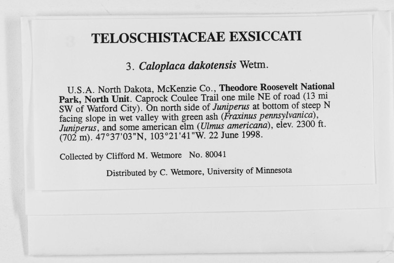 Caloplaca dakotensis photo 2