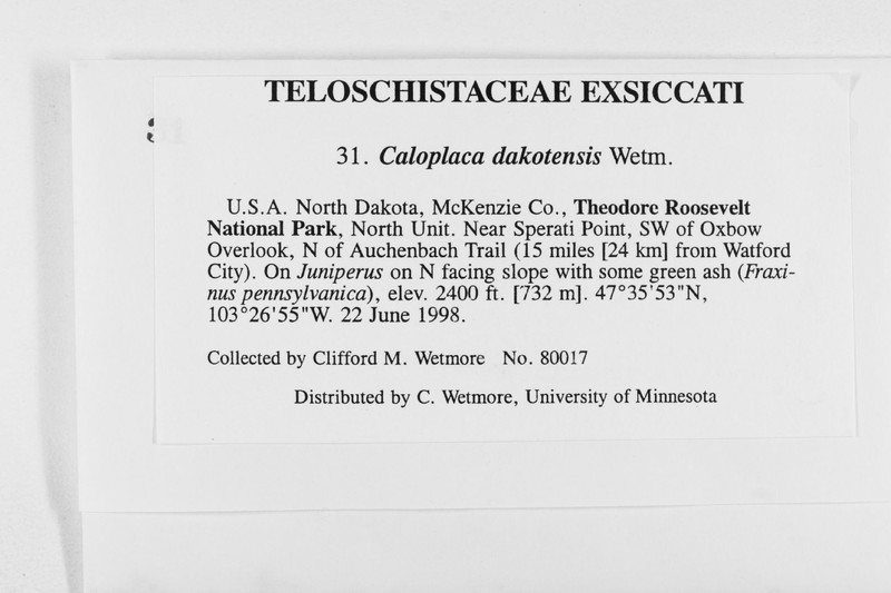 Caloplaca dakotensis photo 3