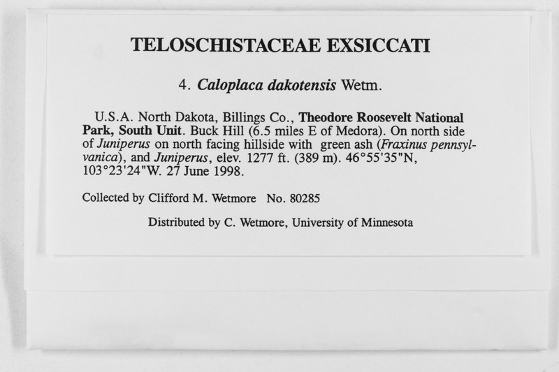 Caloplaca dakotensis photo 4