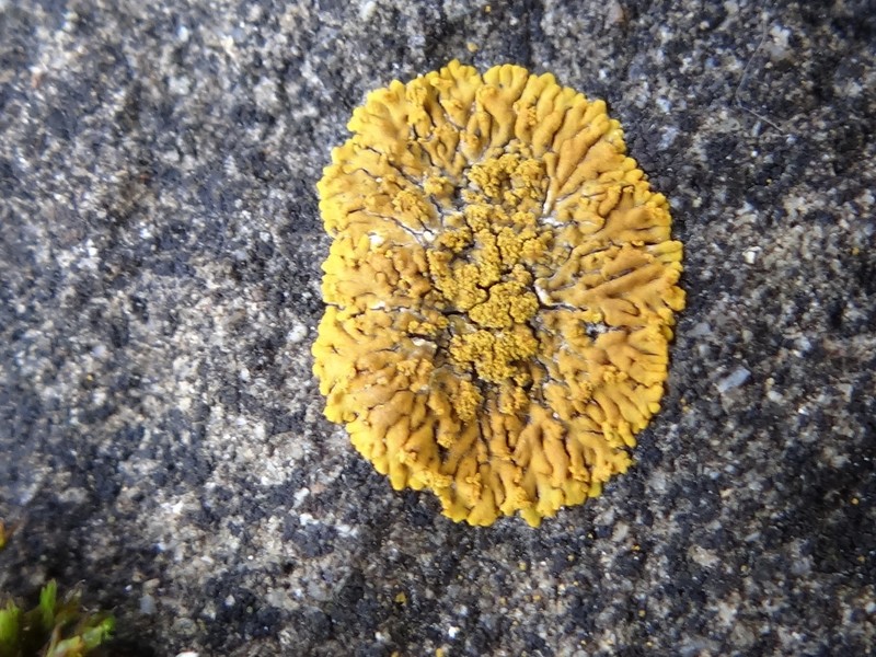 Orange Lichen