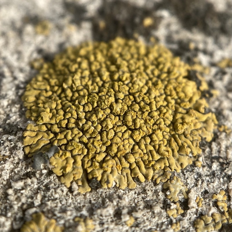 Orange Lichen