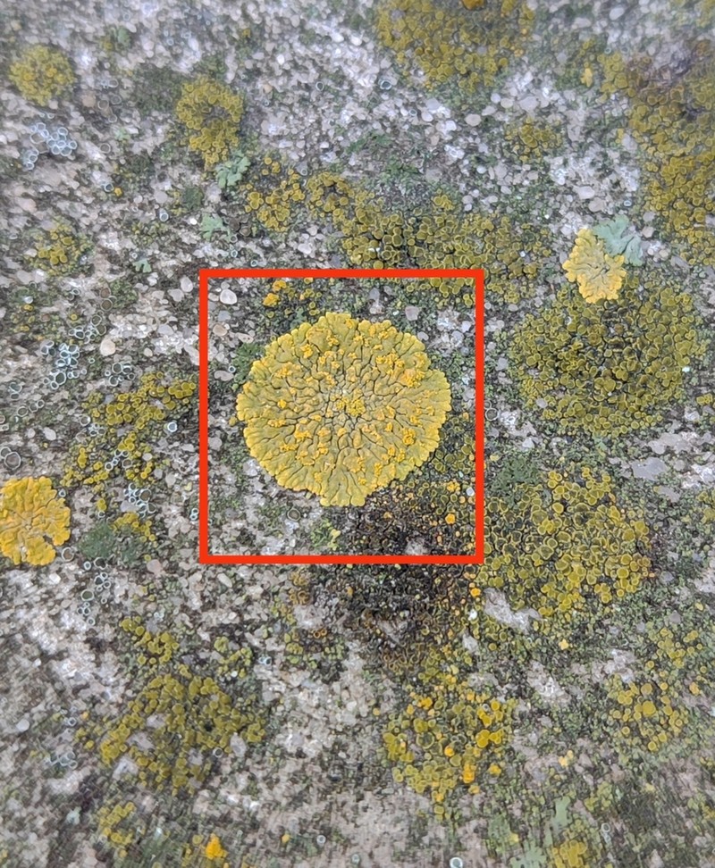 Orange Lichen photo 2