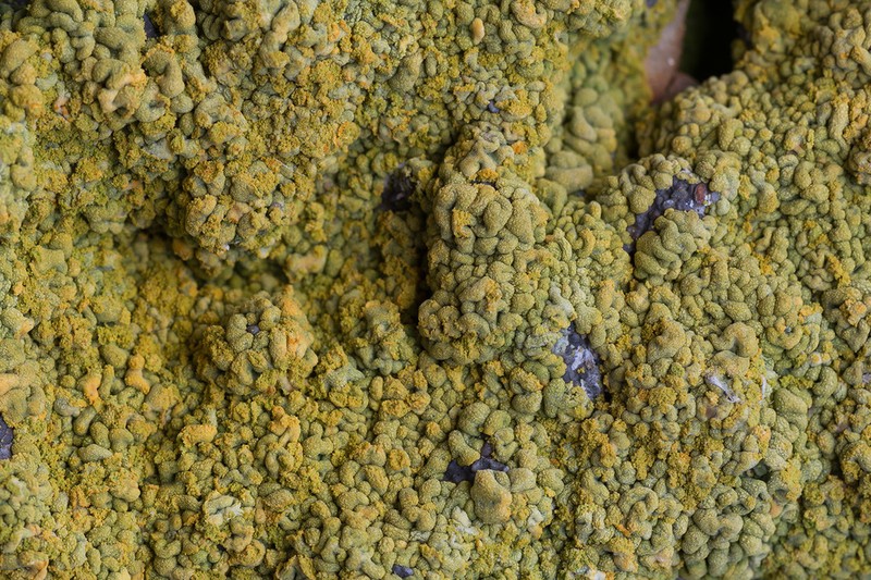 Orange Lichen photo 3