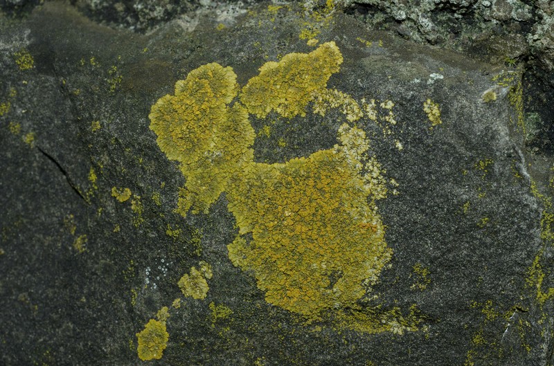 Orange Lichen photo 4
