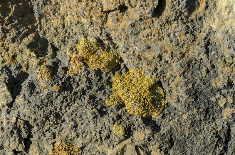 Orange Lichen photo 5