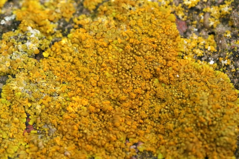 Orange Lichen photo 6