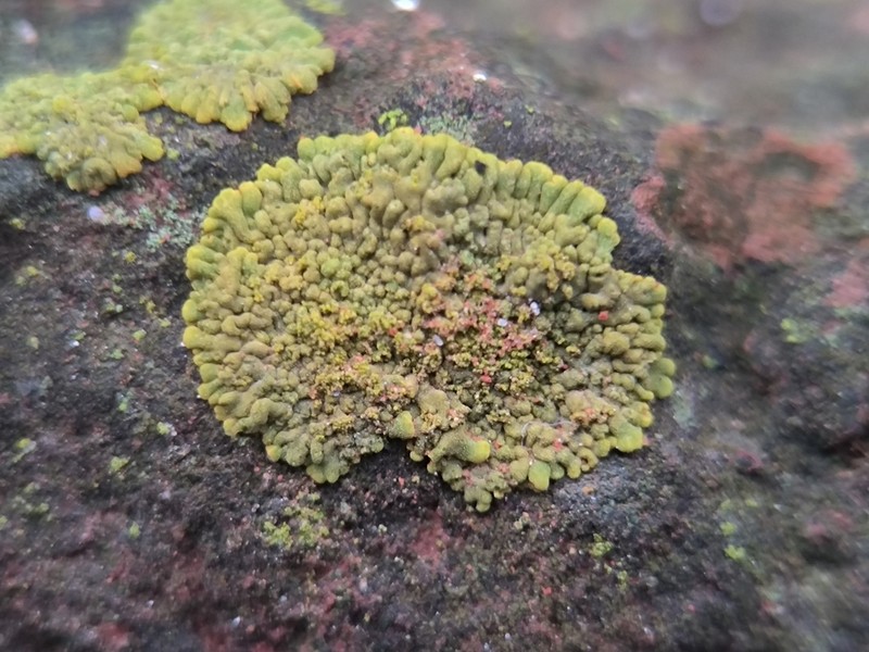 Orange Lichen photo 7