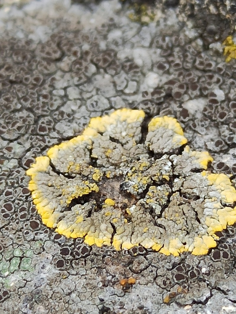 Orange Lichen photo 8