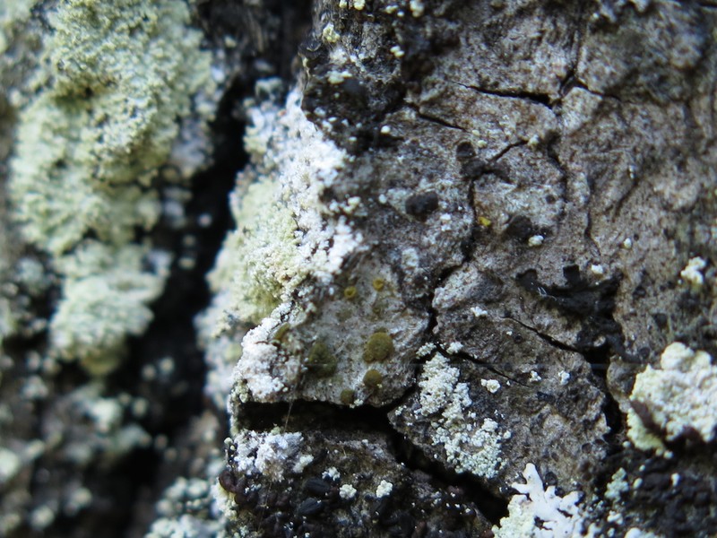 Orange Lichen