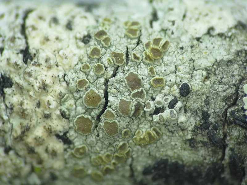 Orange Lichen photo 2