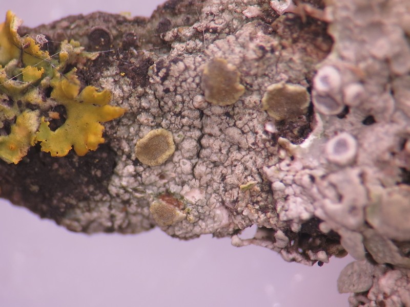 Orange Lichen photo 3