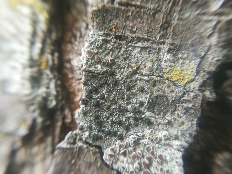 Orange Lichen photo 4