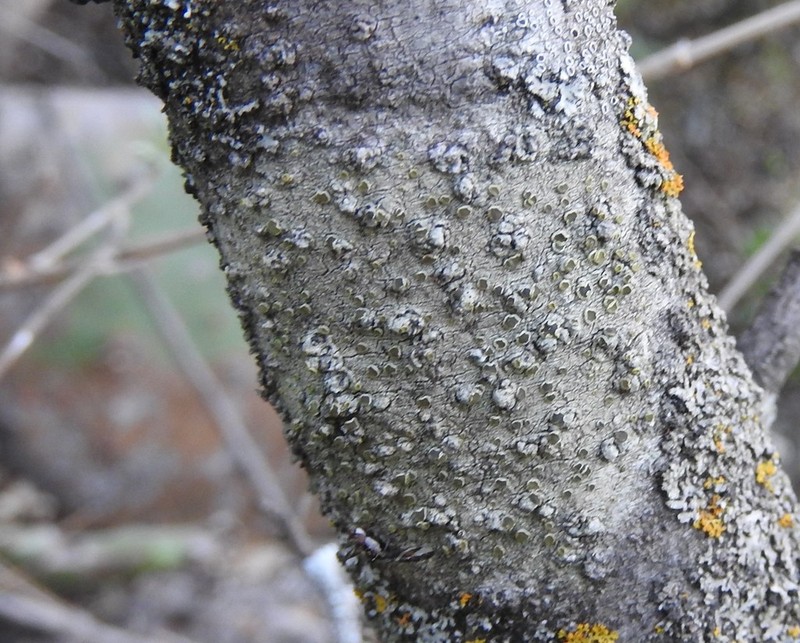 Orange Lichen photo 5