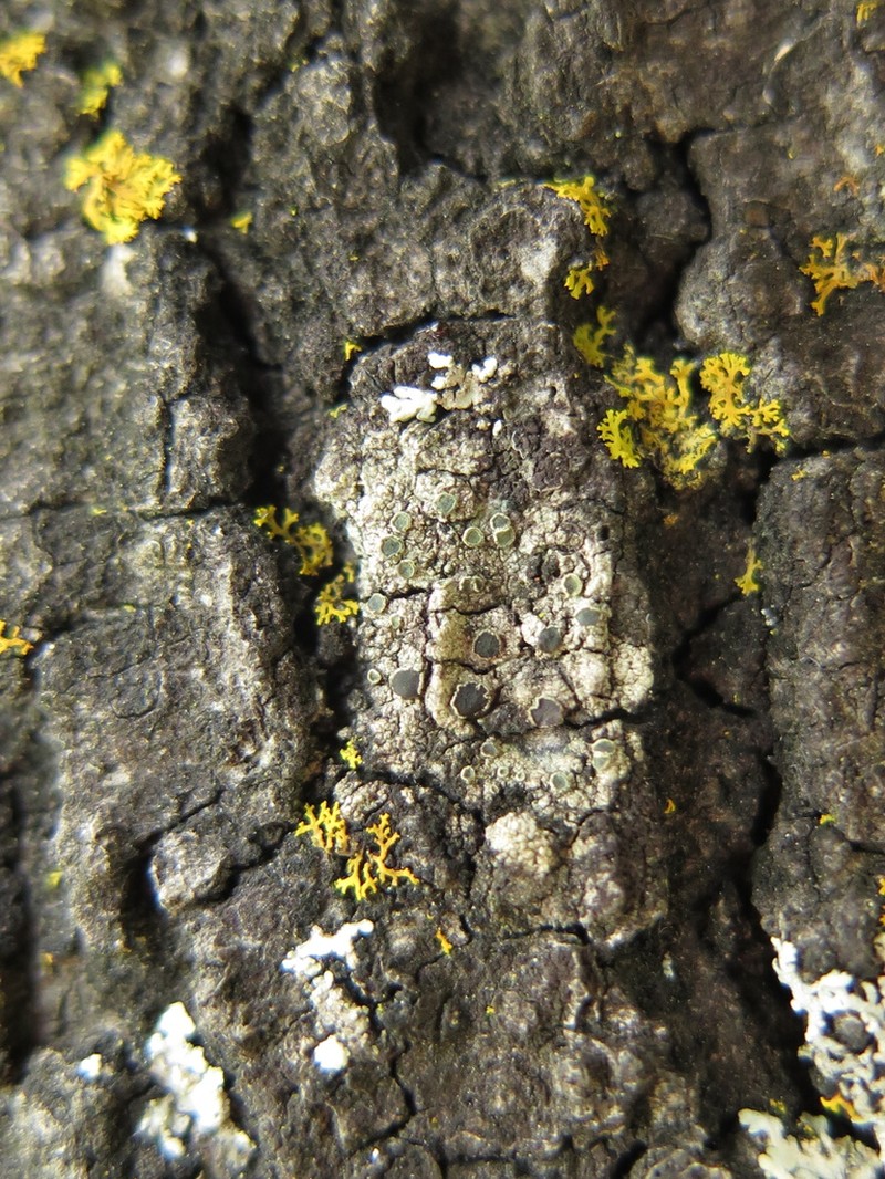 Orange Lichen photo 6