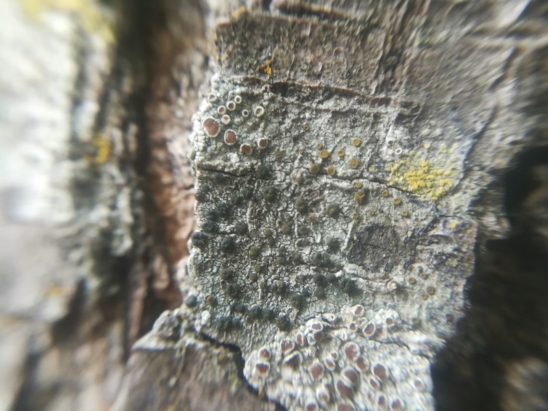 Orange Lichen photo 8