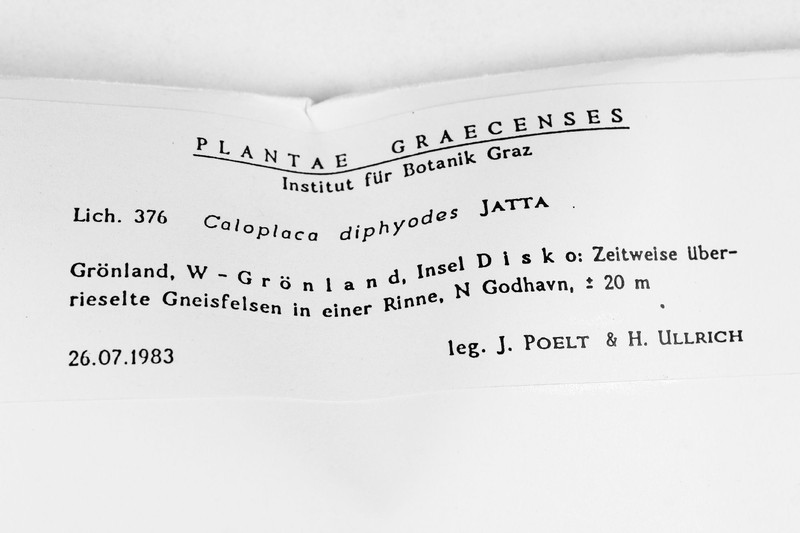 Orange Lichen photo 3