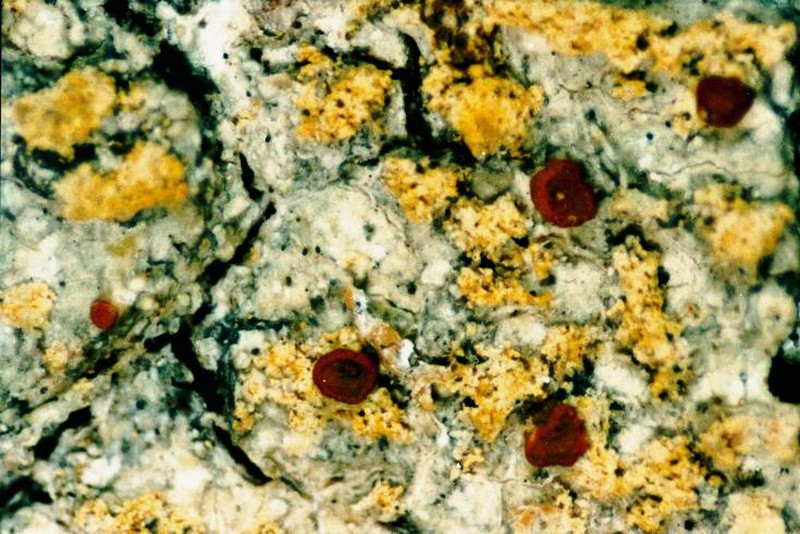 Two-Color Orange Lichen