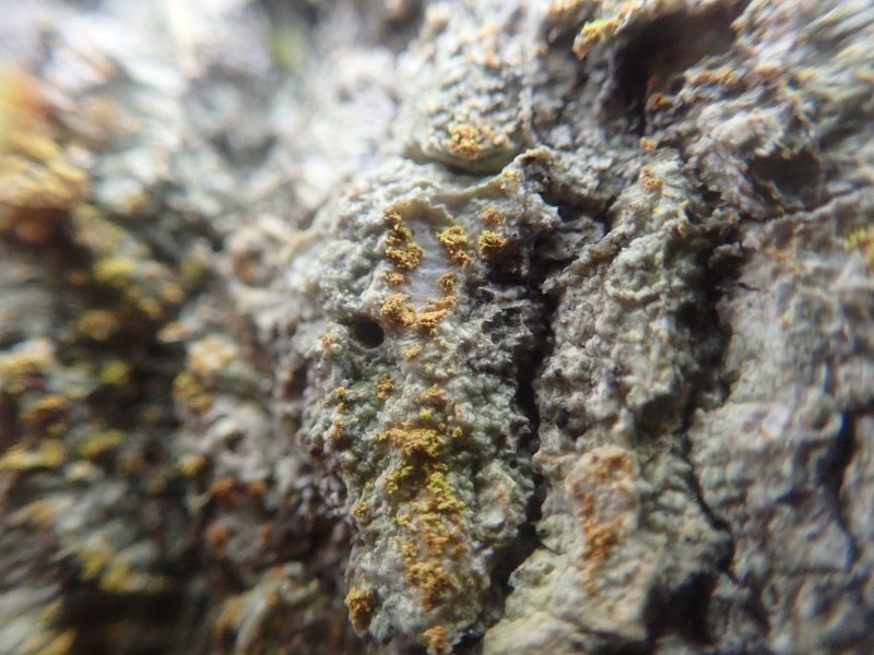 Two-Color Orange Lichen