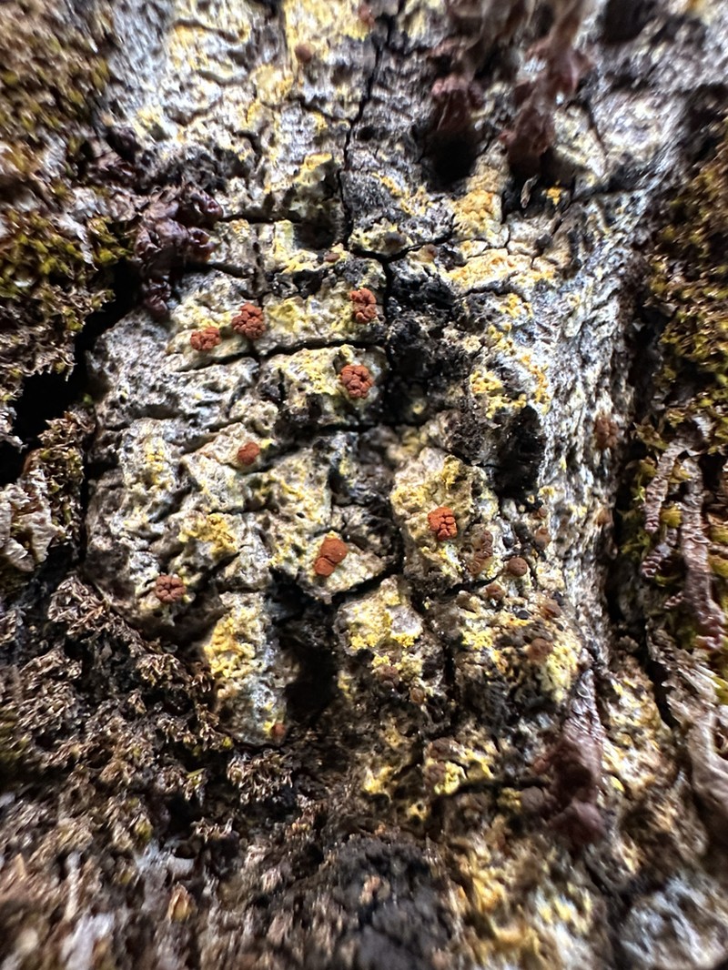 Two-Color Orange Lichen photo 5