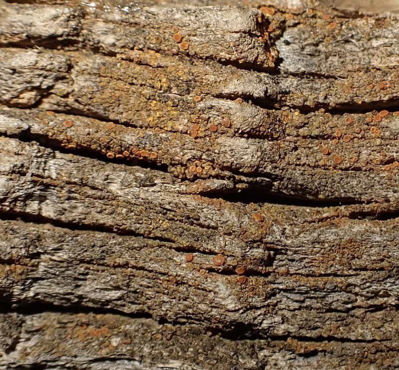 Durietz's Orange Lichen