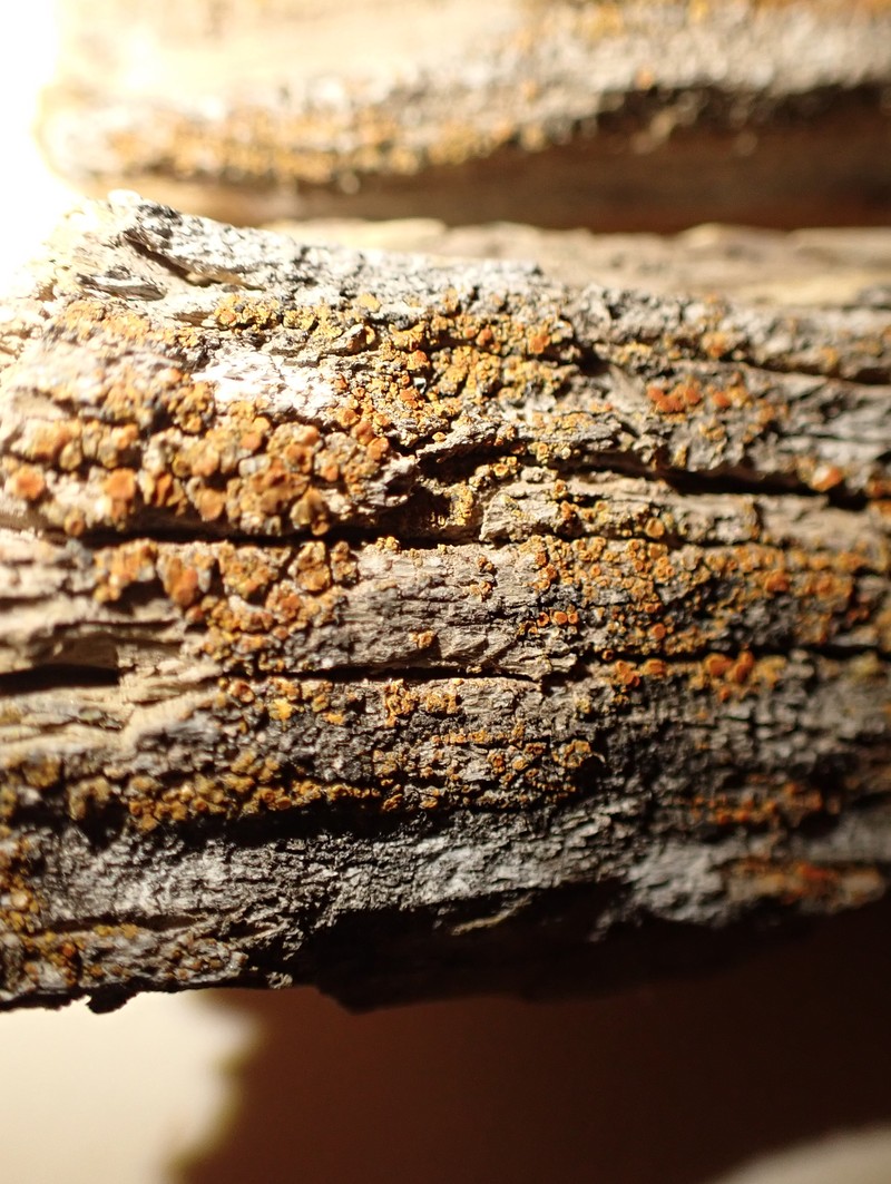 Durietz's Orange Lichen photo 2