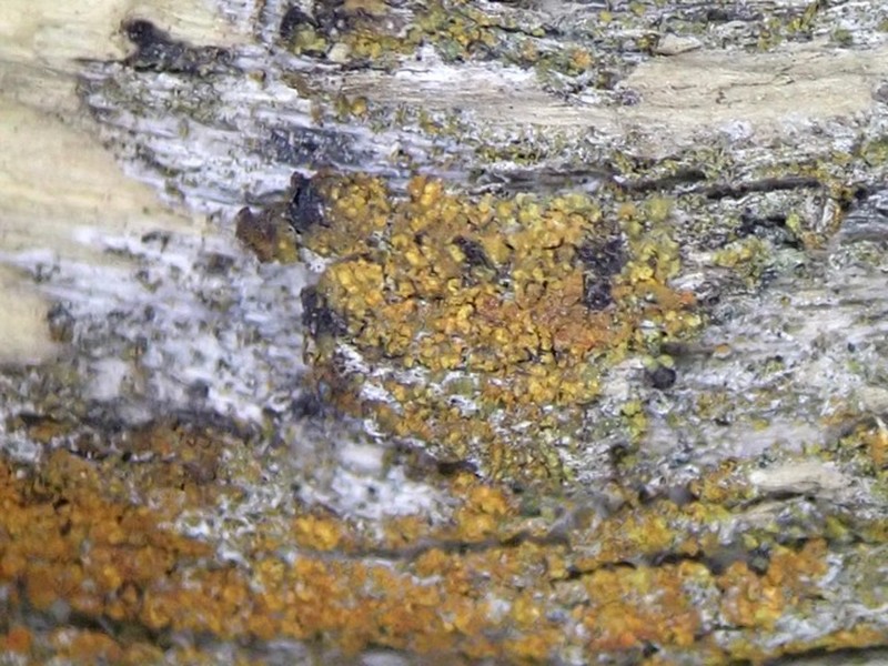 Durietz's Orange Lichen photo 3