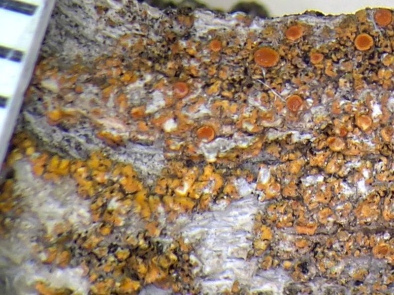 Durietz's Orange Lichen photo 4