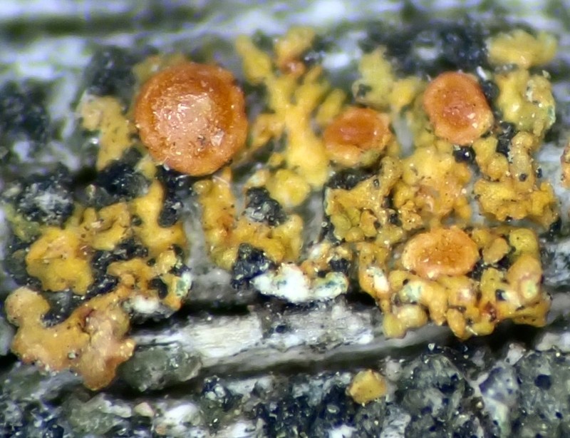 Durietz's Orange Lichen photo 5