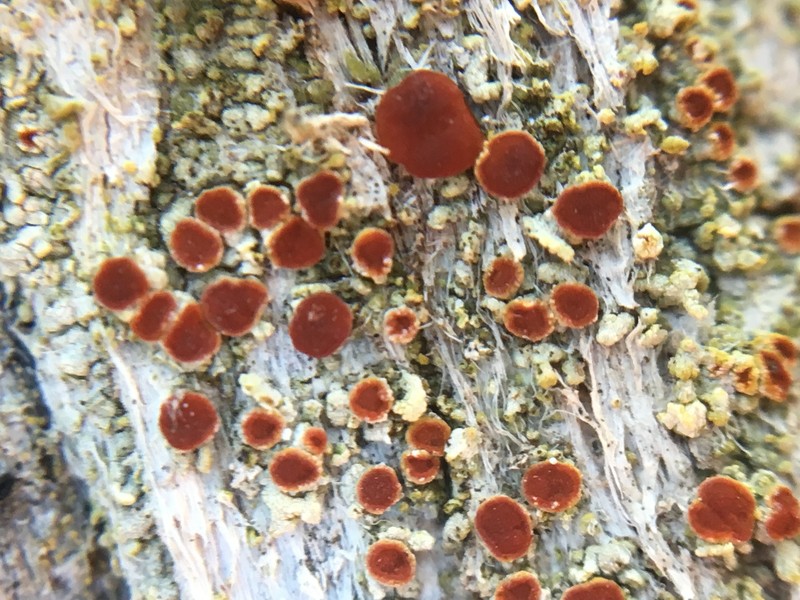 Epiphytic Orange Lichen photo 2