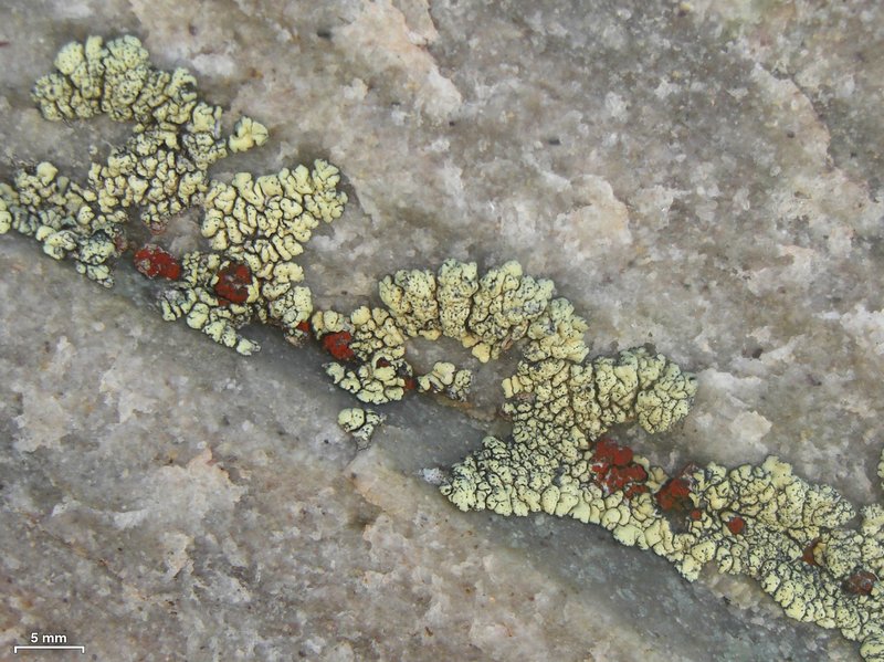 Orange Lichen