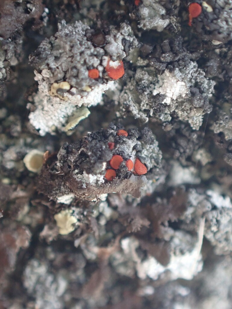 Orange Lichen photo 2