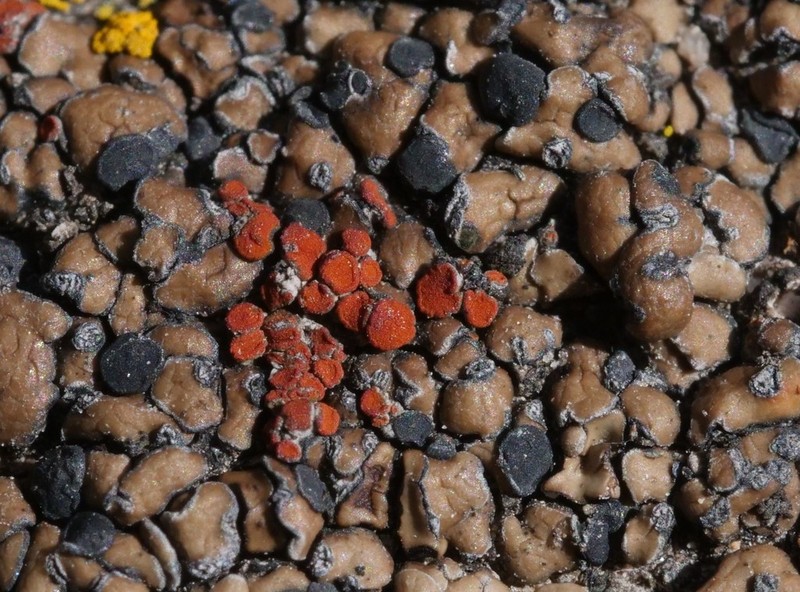 Orange Lichen photo 3