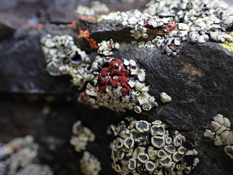 Orange Lichen photo 4