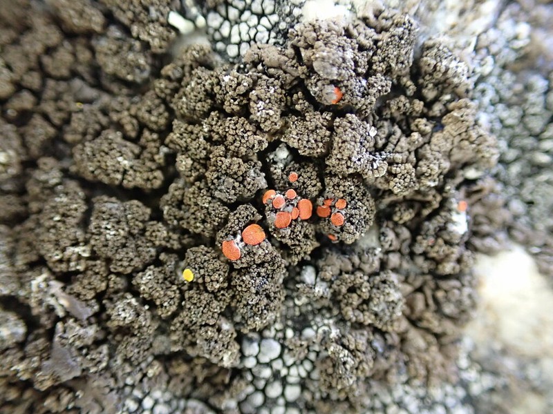 Orange Lichen photo 5
