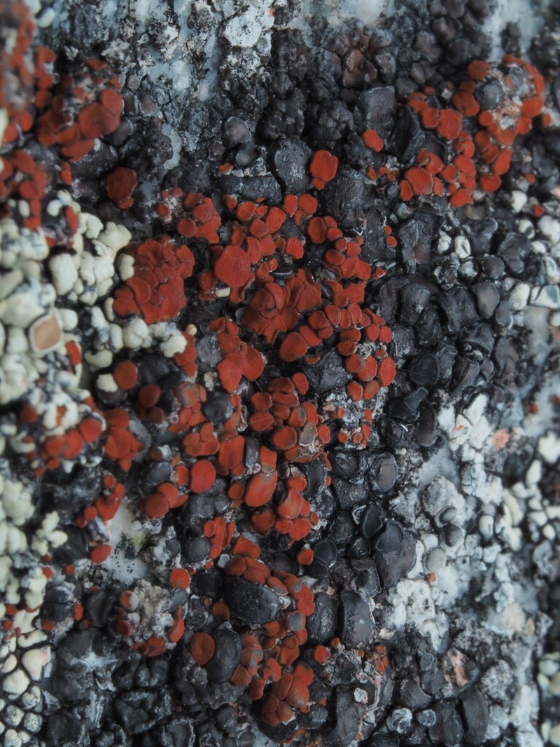 Orange Lichen photo 6