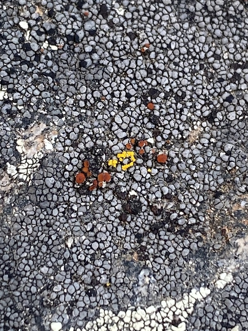 Orange Lichen photo 7