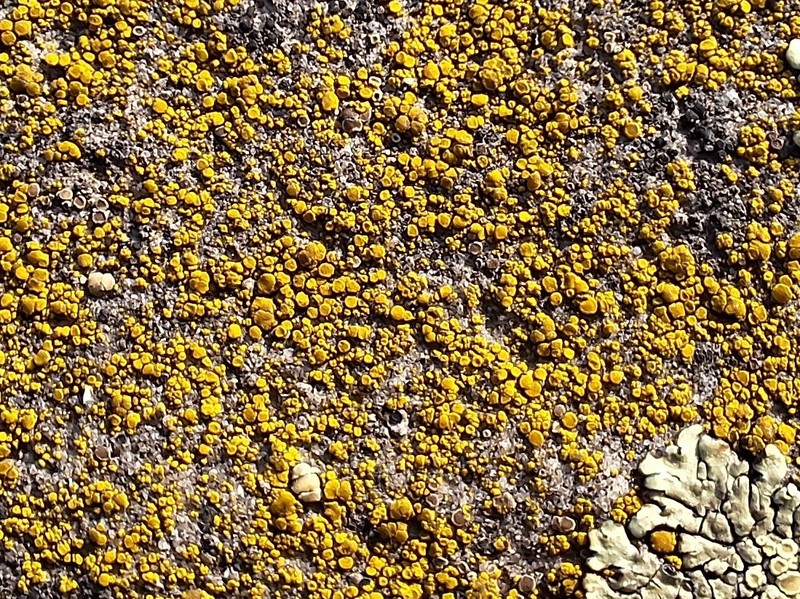 Caloplaca epiantha photo 3