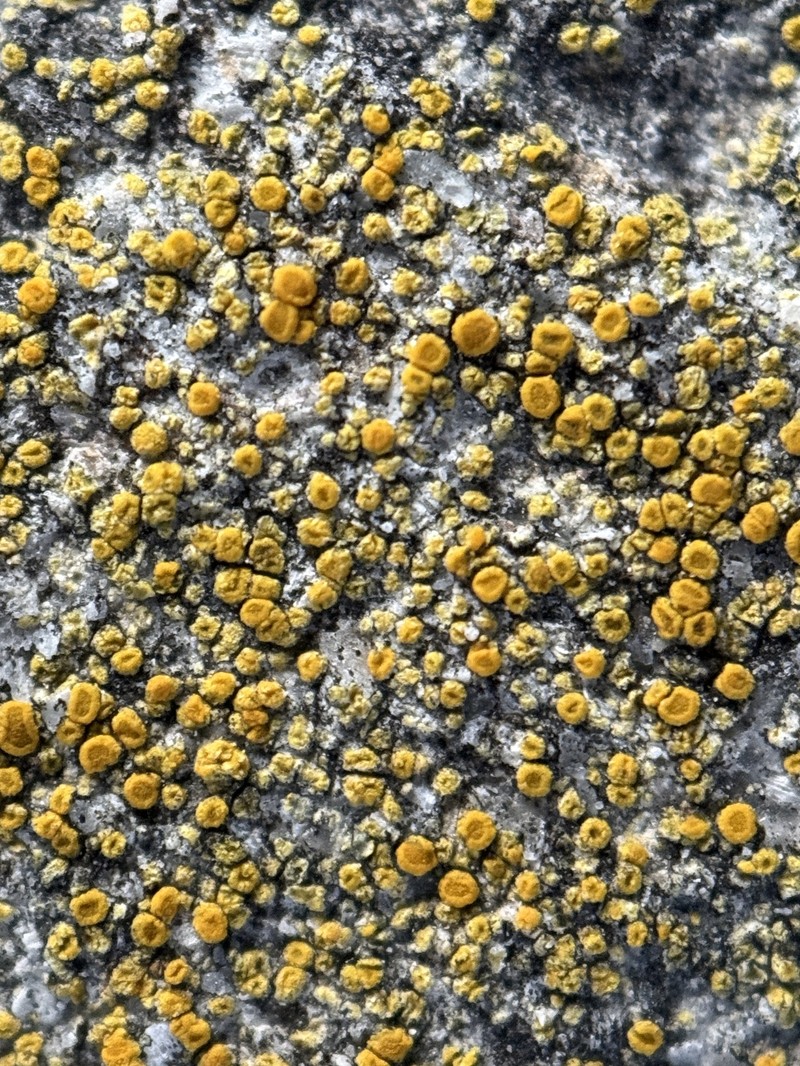 Caloplaca epiantha photo 4