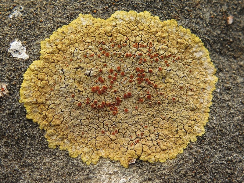 Orange Lichen