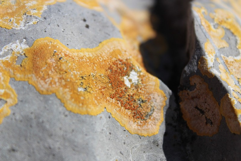 Orange Lichen photo 2