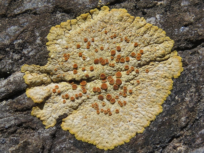 Orange Lichen photo 3